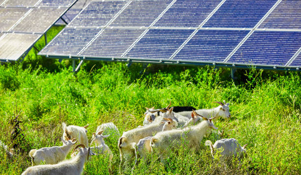 istock Flock of sheep under the solar photovoltaic panel 1134144857