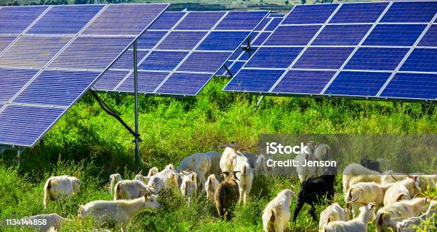 Flock Von Schafen Unter Der Solarphotovoltaikpanel Stockfoto und mehr Bilder von Sonnenkollektor