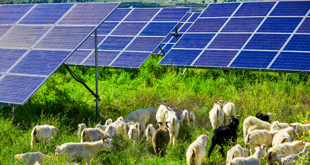 istock Flock of sheep under the solar photovoltaic panel 1134144858