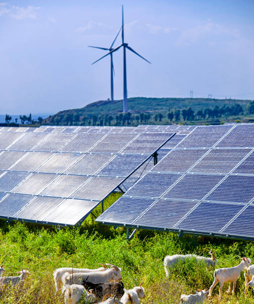 istock Flock of sheep under the solar photovoltaic panel 1134144859