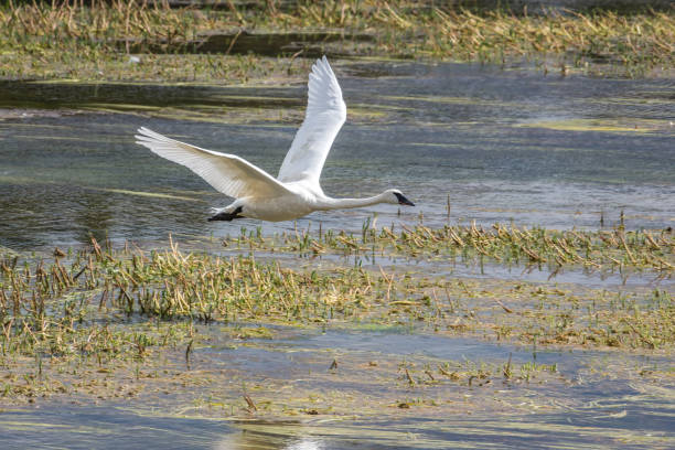 istock Trumpeter swan in Yellowstone river in flight 1134144962