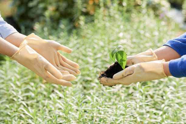 istock Farmer giving baby plant 1134146680