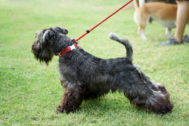 istock Scottish Terrier dog standing on the floor 1134147815