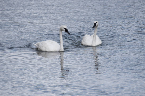 istock Trumpeter swan in Yellowston river 1134148167