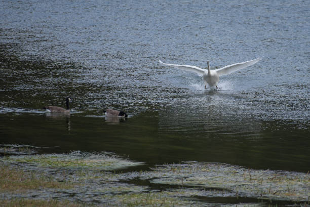 istock Trumpeter swan in Yellowston river flying 1134149797