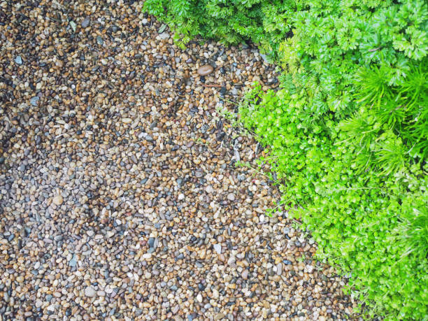istock A beautiful scene with rock and green leaf plant. 1134149842