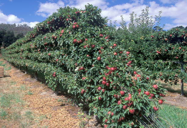 istock Apple orchard south of Hobart 1134149929