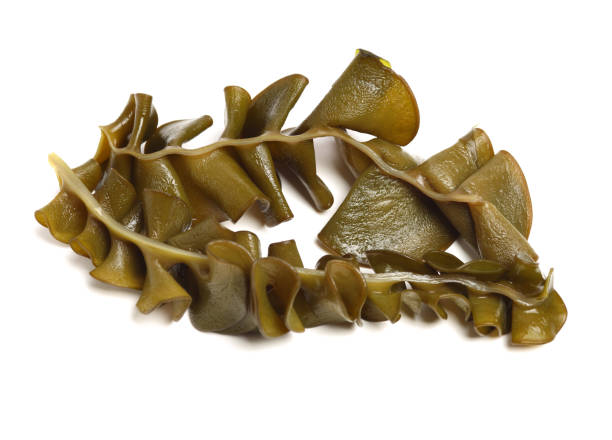 japanese seaweed, mekabu, wakame root on white background
