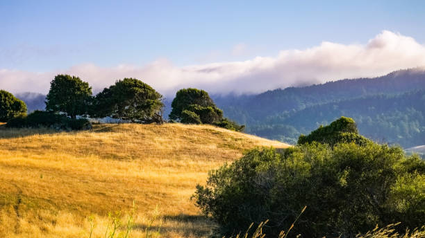 サンセットライトの牧草地, ポイントレイエス国立海岸の南, カリフォルニア州 - point reyes national seashore northern california beach california ストックフォトと画像