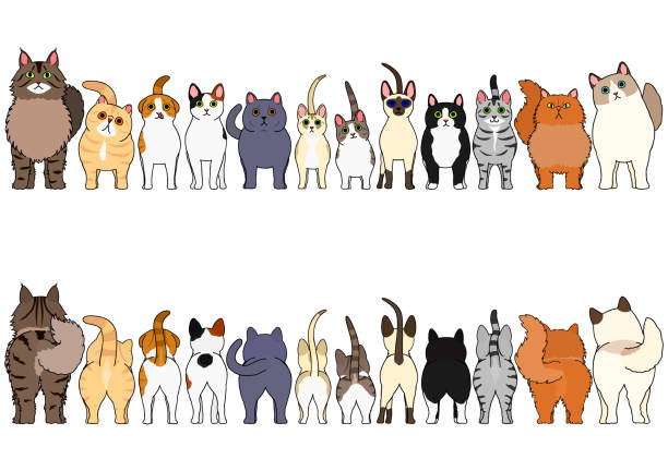 katzen-grenze-set - cats stock-grafiken, -clipart, -cartoons und -symbole