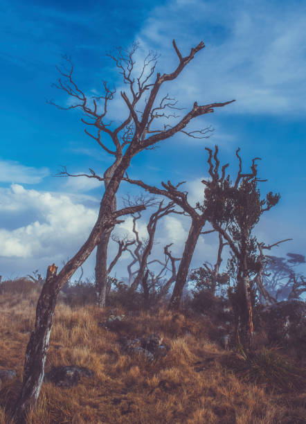 istock beautiful landscape at mountain bawakaraeng 1134150784