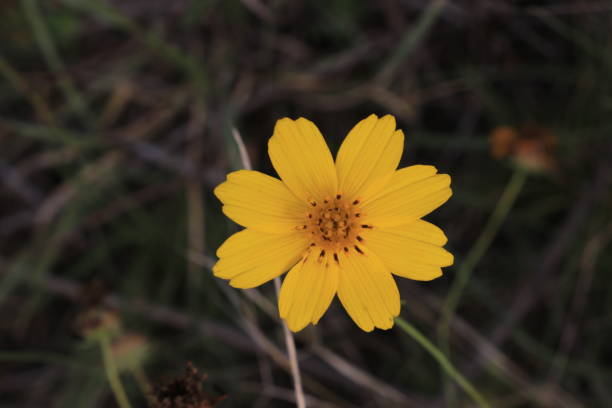 istock Beautiful yellow flower 1134150942
