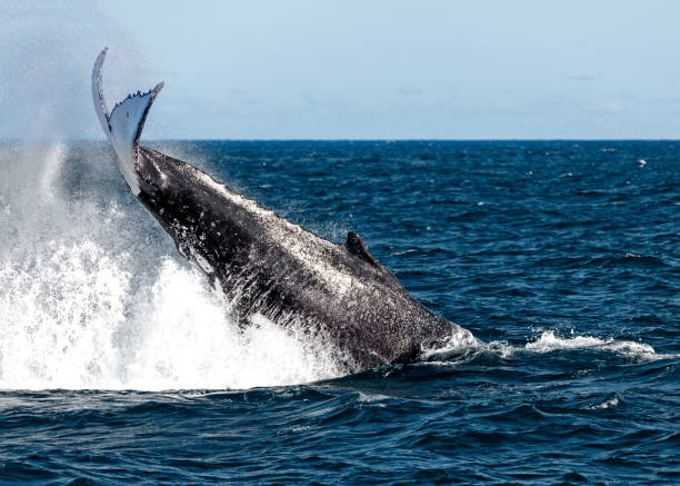 istock Whales tail slapping off the coast of Sydney 1134151613