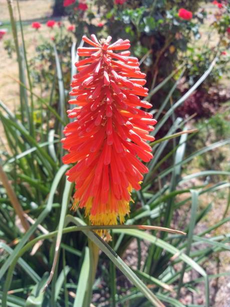istock beautiful orange flower 1134151783