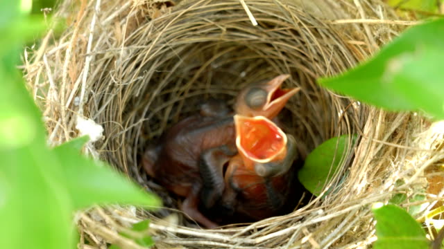4K Hungry baby birds in nest.