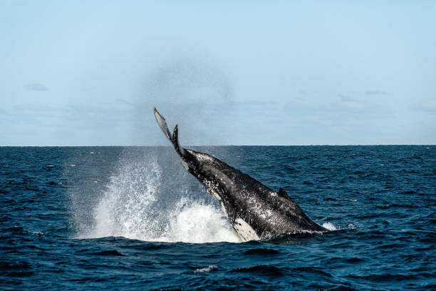 istock Whales playing during migration near Sydney 1134152546