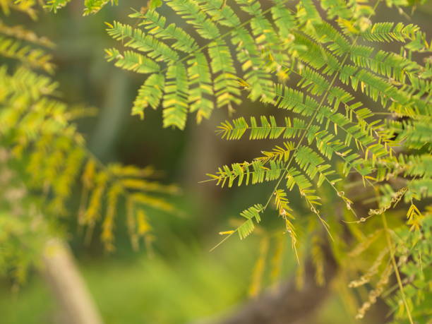 istock Leucaena leaf , Green Leaf Background, Green Concept for Organic Life. 1134152688