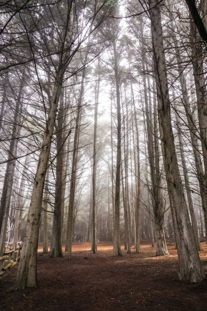 istock Cypress trees forest near Moss Beach, California 1134152918