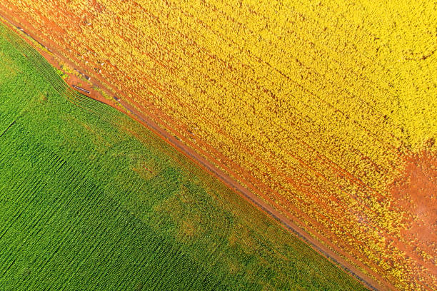 Aerial shot wheat and canola fields