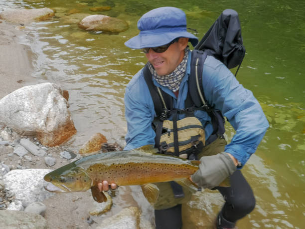 a fly fisherman with a large brown trout caught in a clear new zealand river - fly fishing trout brown trout fishing imagens e fotografias de stock