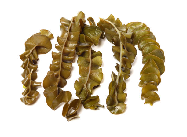 istock japanese seaweed, mekabu, wakame root on white background 1134156063