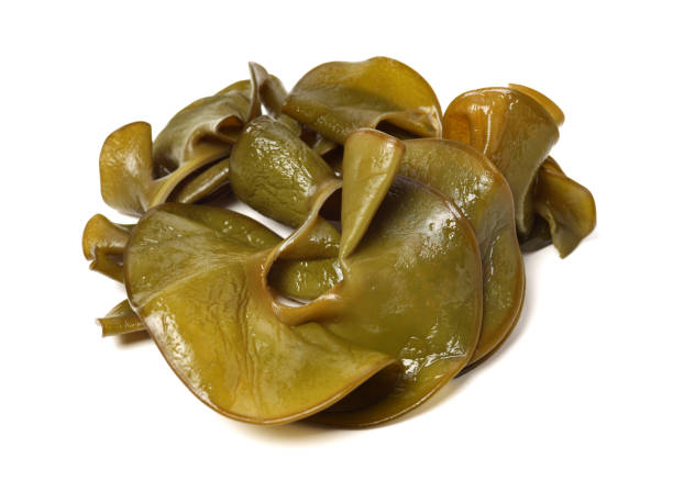 istock japanese seaweed, mekabu, wakame root on white background 1134156081