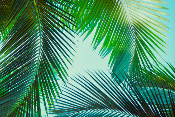 istock Coconut palm tree under blue sky. Vintage background. Retro toned poster. 1134156282