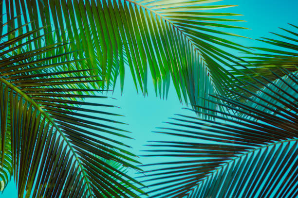 istock Coconut palm tree under blue sky. Vintage background. Retro toned poster. 1134156295