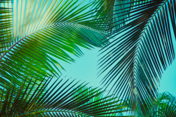 istock Coconut palm tree under blue sky. Vintage background. Retro toned poster. 1134156310