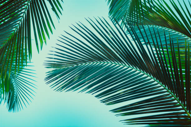 istock Coconut palm tree under blue sky. Vintage background. Retro toned poster. 1134156337