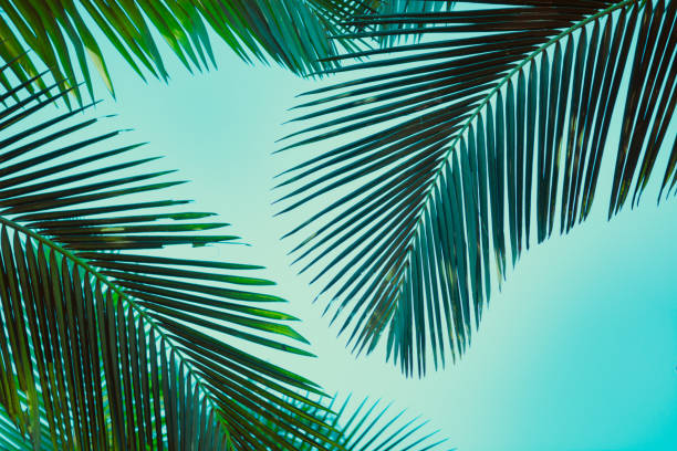 istock Coconut palm tree under blue sky. Vintage background. Retro toned poster. 1134156872