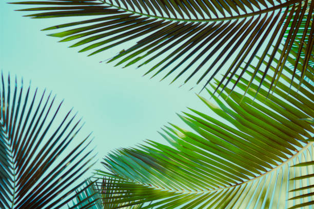 istock Coconut palm tree under blue sky. Vintage background. Retro toned poster. 1134156886