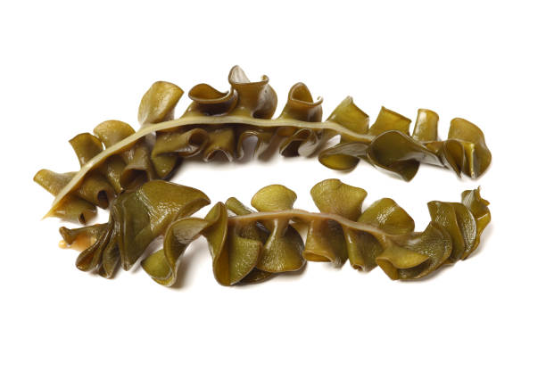 istock japanese seaweed, mekabu, wakame root on white background 1134156924