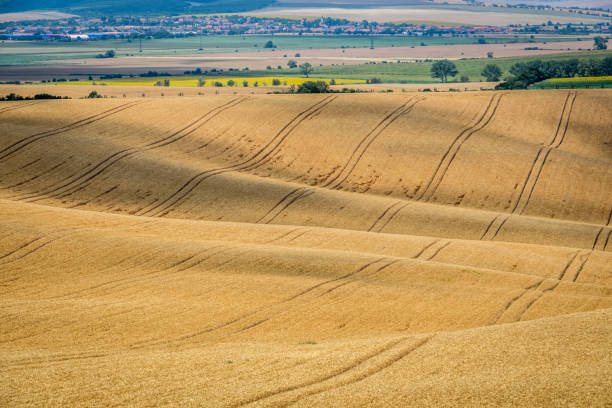 istock Moravian Tuscany Kyjov 1134156998