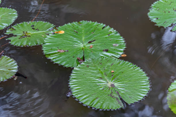 istock Waterlilly pond at Goa Gajah Sanctuary Ubud 1134158826