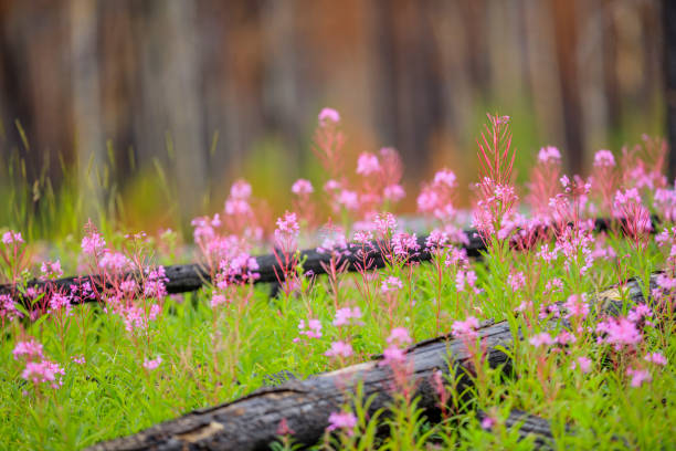 Meadow wildflowers in Banff National Park in the Canadian Rockies