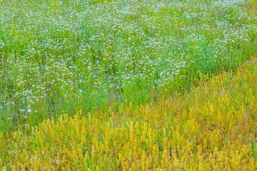 Wildflowers and meadow in Banff National Park in the Canadian Rockies