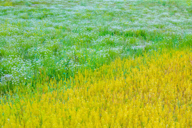 Wildflowers and meadow in Banff National Park in the Canadian Rockies