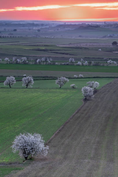 istock Cultivated field with trees blooming. 1134159333