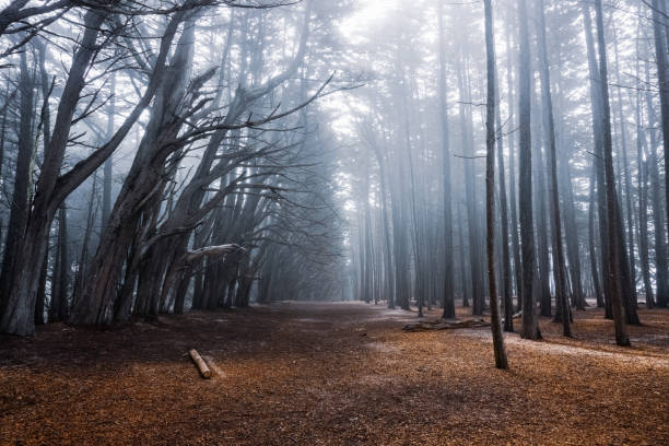 cyprys drzewa las w pobliżu moss beach, kalifornia - big cypress zdjęcia i obrazy z banku zdjęć