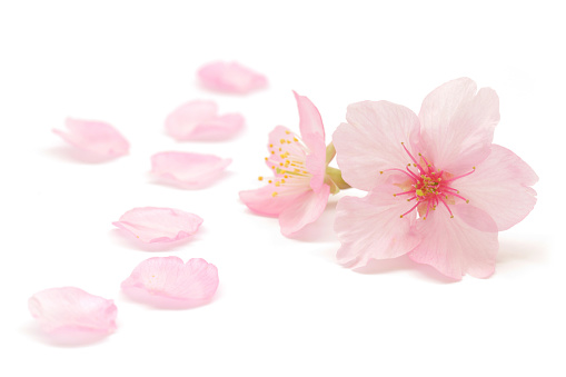 Japanese natural pink cherry blossom and petals isolated on white background