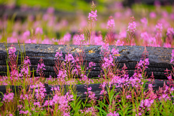 Meadow wildflowers in Banff National Park in the Canadian Rockies