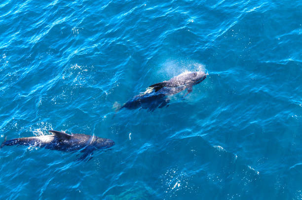 istock Long-Finned Pilot Whales in the Southern Atlantic Ocean 1134160174