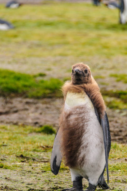 istock King Penguins on Salisbury plains 1134160176