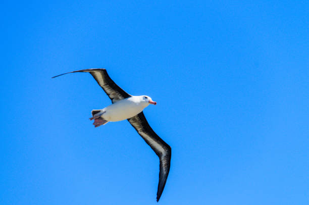 Black-Browed Albatross in Flight Close-up of a Black-Browed Albatross in Flight. West-Point Island, the Falklands. mollymawk photos stock pictures, royalty-free photos & images