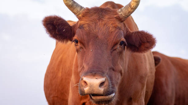 istock farm cow close up portrait 1134160392