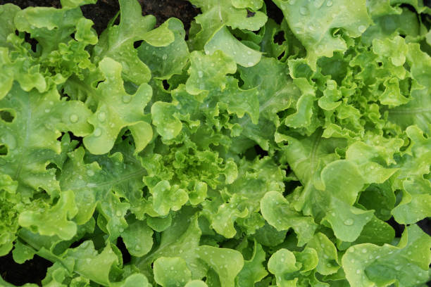 istock Close up fresh salad leaves 1134161171