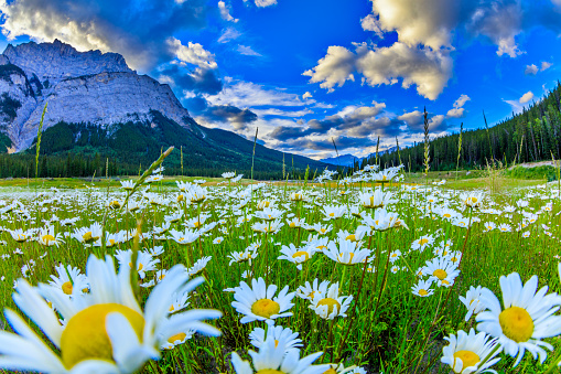 Meadow wildflowers in Banff National Park in the Canadian Rockies