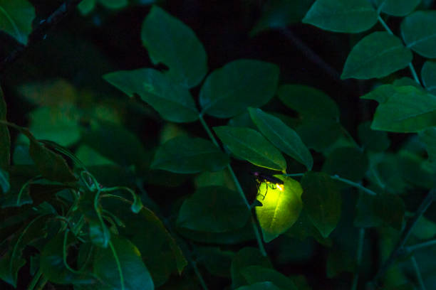 Firefly dancing Firefly dancing glowworm photos stock pictures, royalty-free photos & images