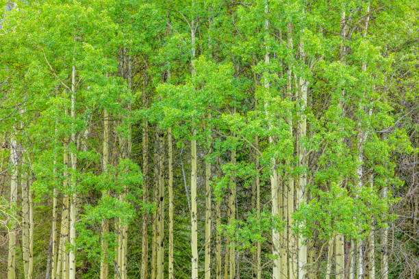 istock Banff National Park in Alberta Canada 1134162583